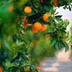 Sudáfrica utiliza productos fitosanitarios prohibidos en la Unión Europea para cultivar sus cítricos